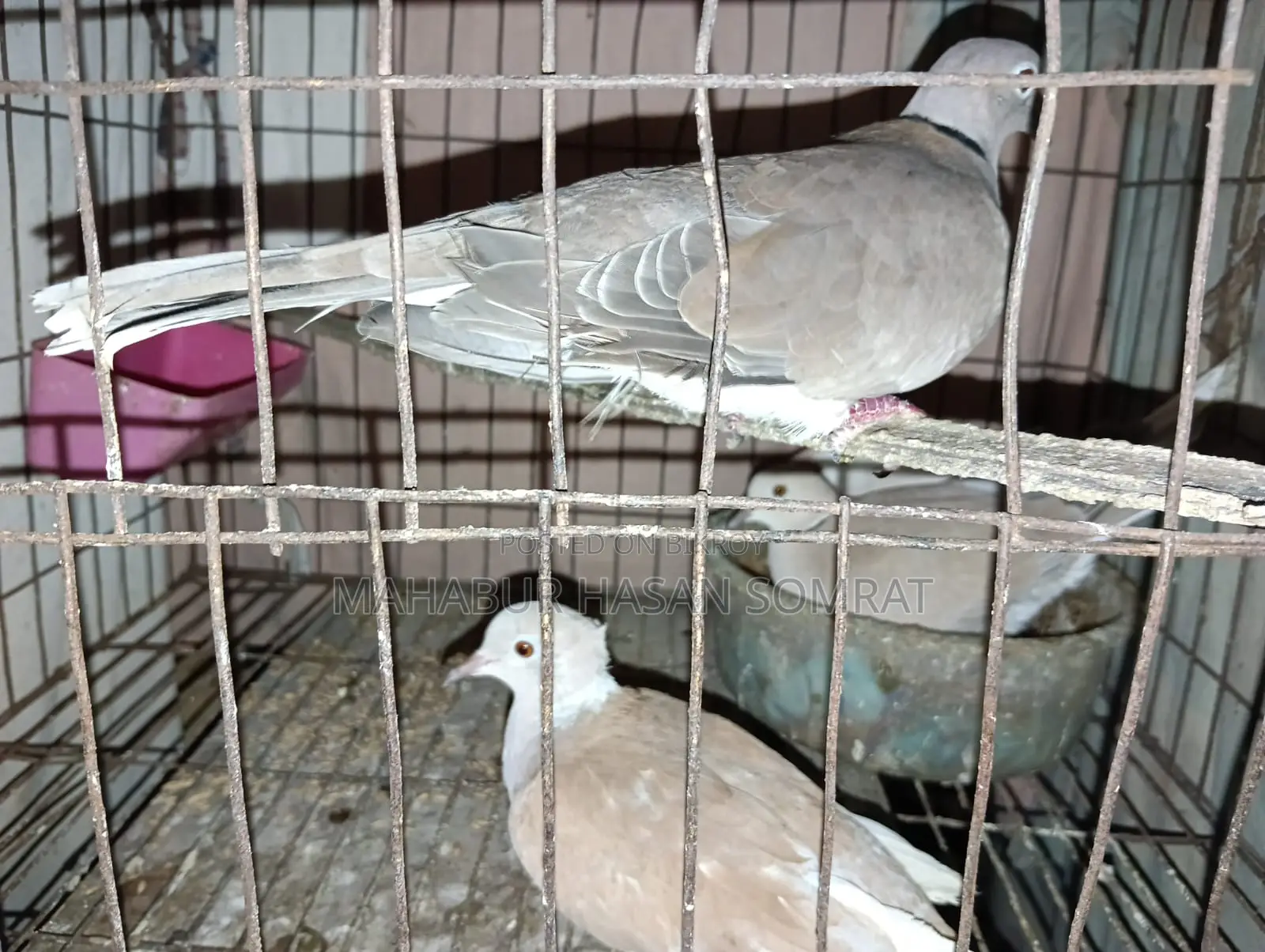Dove Birds