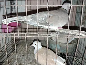 Dove Birds