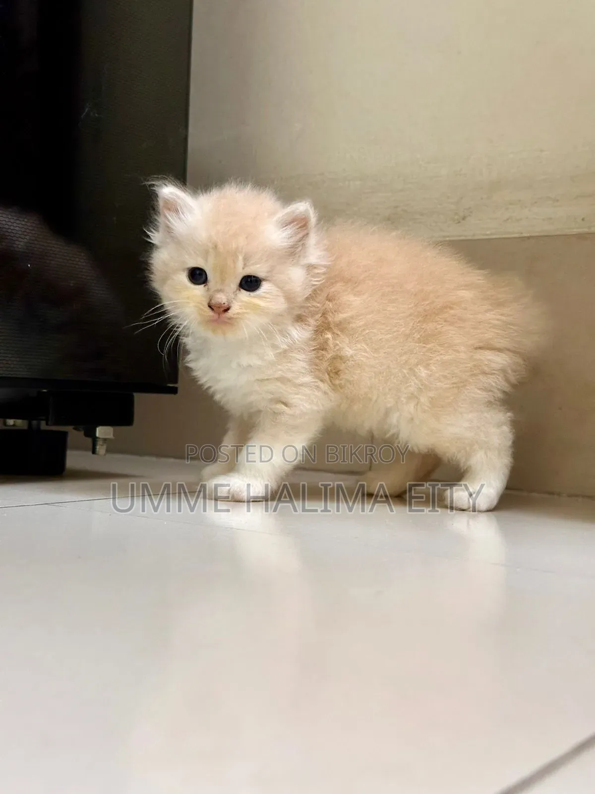 0-1 Month Male Purebred Persian