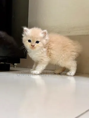 0-1 Month Male Purebred Persian