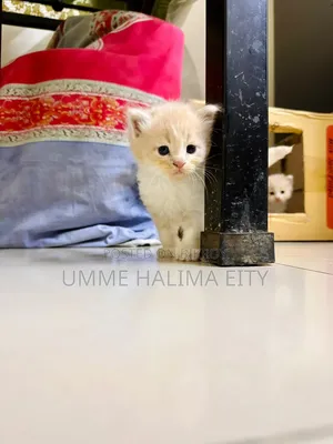 0-1 Month Male Purebred Persian