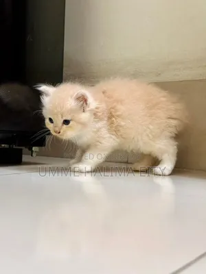 0-1 Month Male Purebred Persian