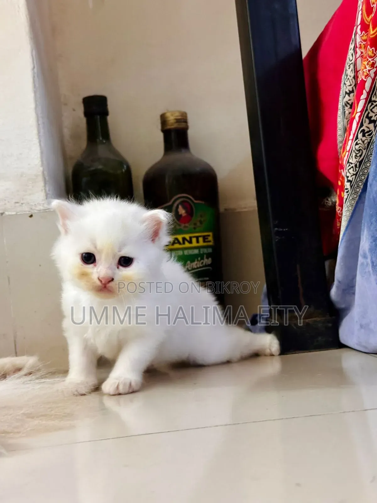 0-1 Month Male Purebred Persian