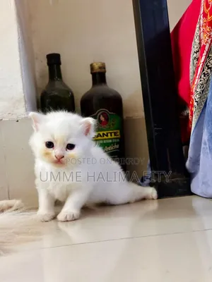 0-1 Month Male Purebred Persian