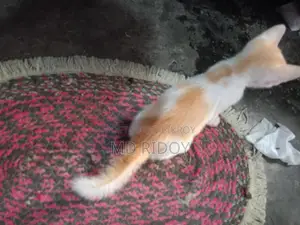 মিক্সড পারসিয়ান ক্রস ফুল পারসন না