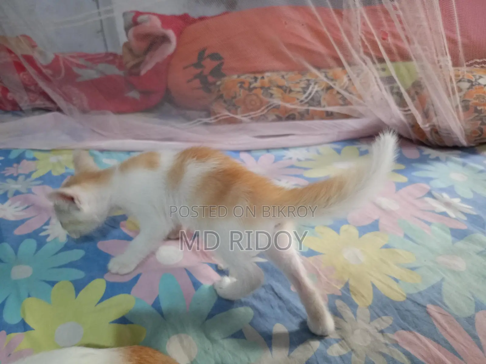 মিক্সড পারসিয়ান ক্রস ফুল পারসন না