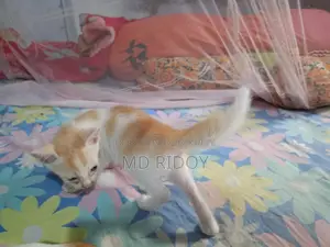 মিক্সড পারসিয়ান ক্রস ফুল পারসন না