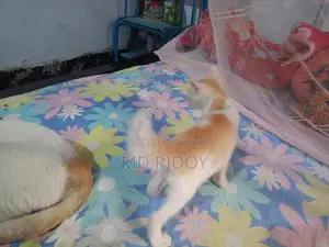 মিক্সড পারসিয়ান ক্রস ফুল পারসন না