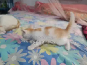 মিক্সড পারসিয়ান ক্রস ফুল পারসন না