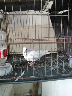 Australian Dove