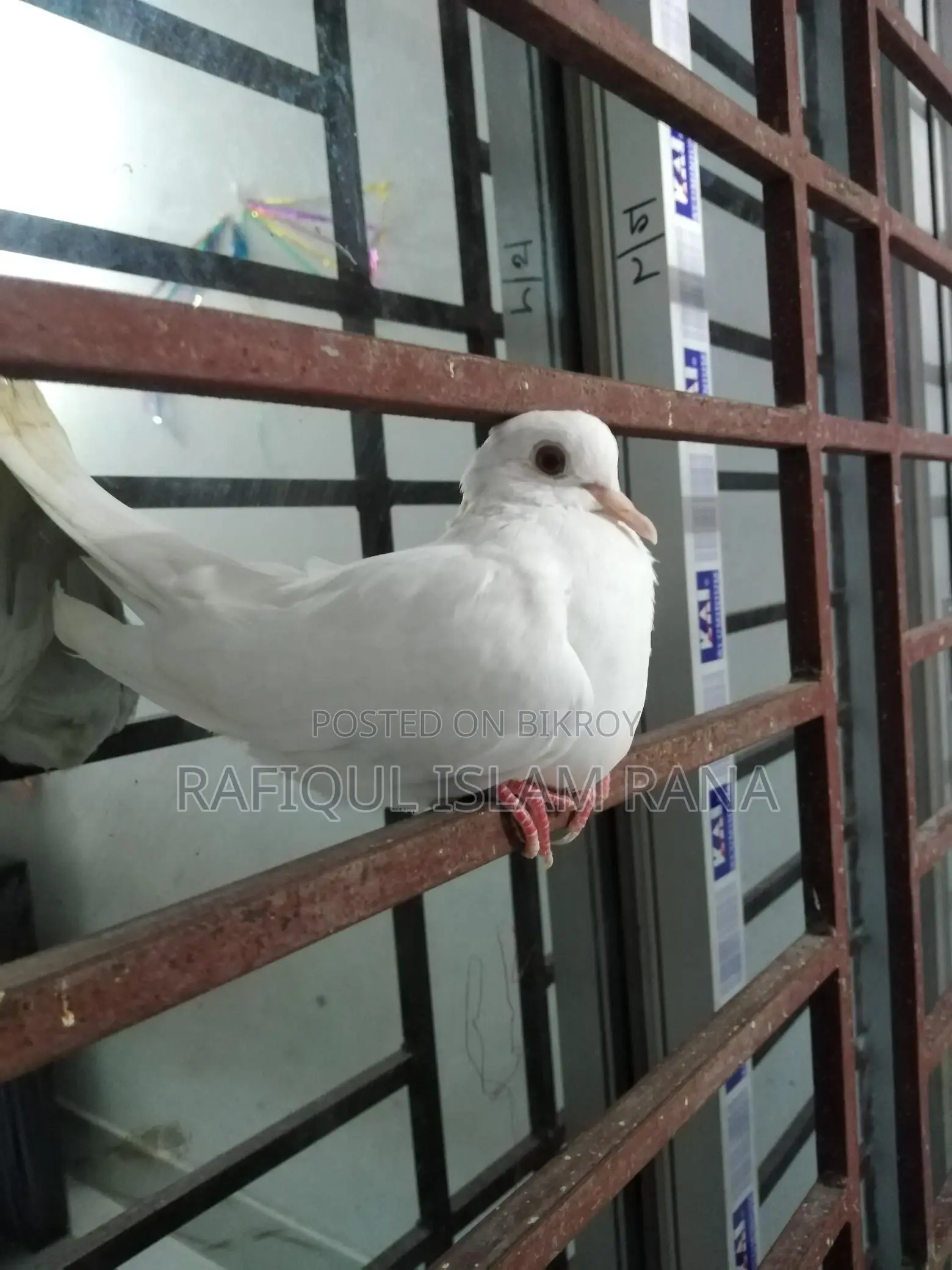 অস্ট্রেলিয়ান ঘুঘু পাখি