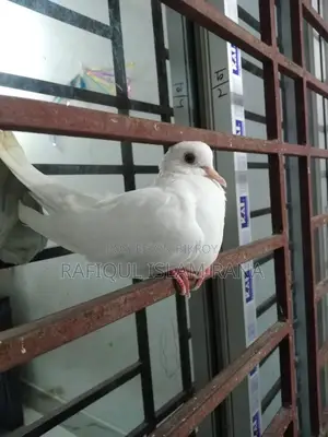 অস্ট্রেলিয়ান ঘুঘু পাখি