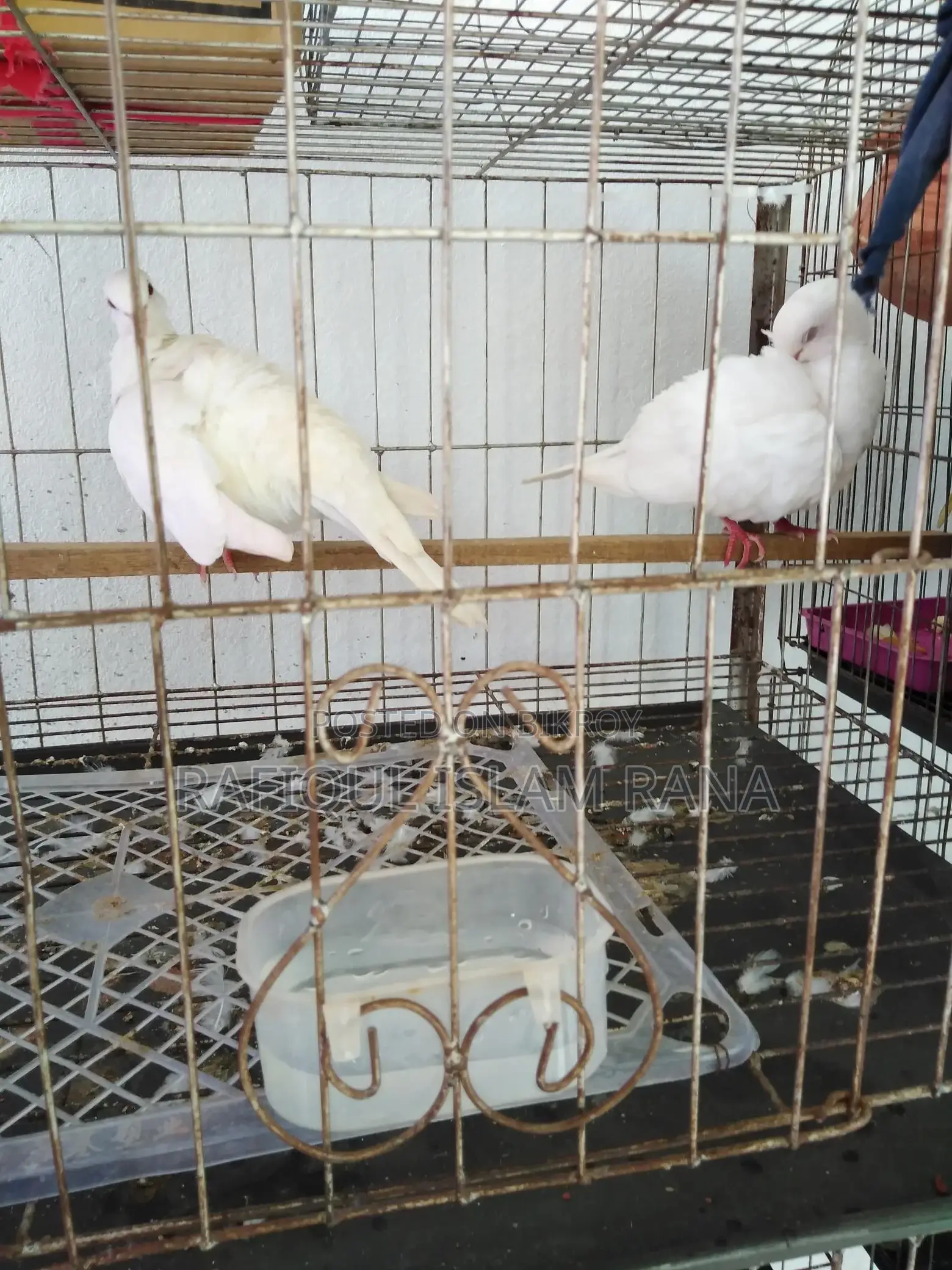 অস্ট্রেলিয়ান ঘুঘু পাখি