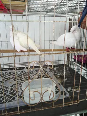 অস্ট্রেলিয়ান ঘুঘু পাখি