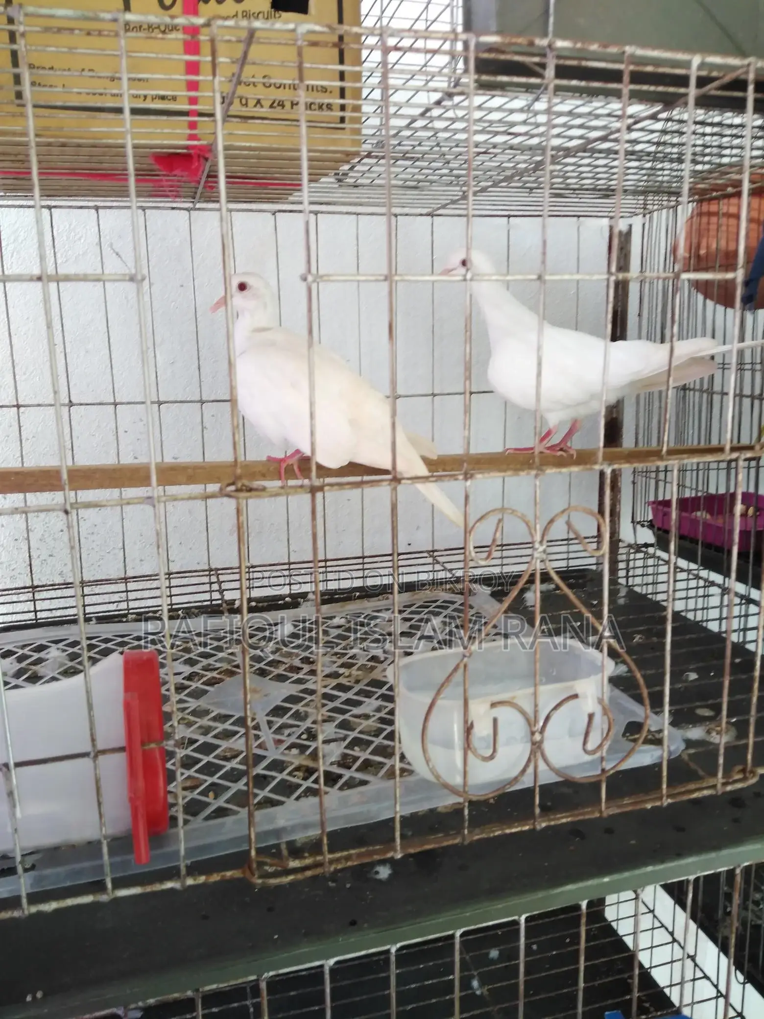 অস্ট্রেলিয়ান ঘুঘু পাখি