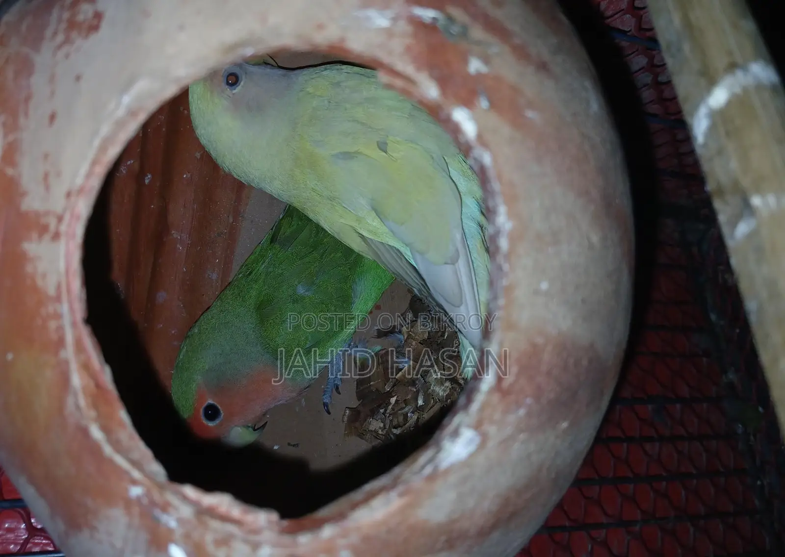 রানিং লাভ বার্ড পাখি