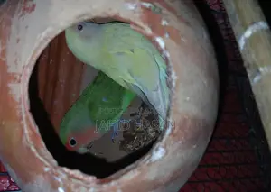 রানিং লাভ বার্ড পাখি