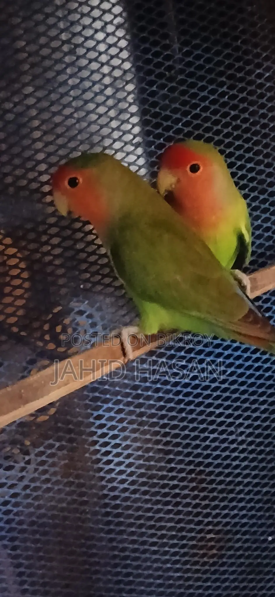 রানিং লাভ বার্ড পাখি