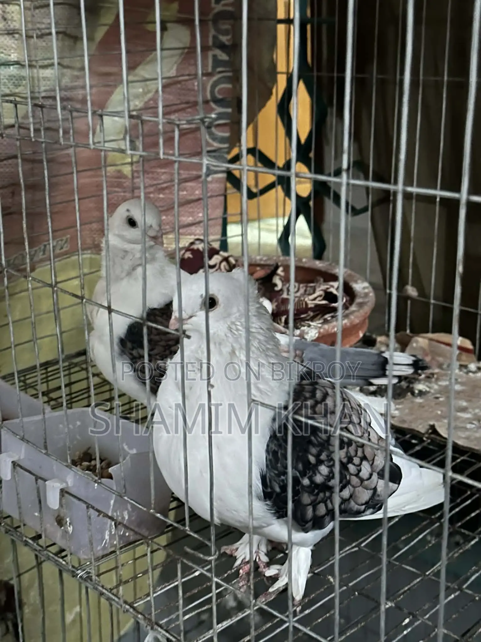 Sharting Peigon