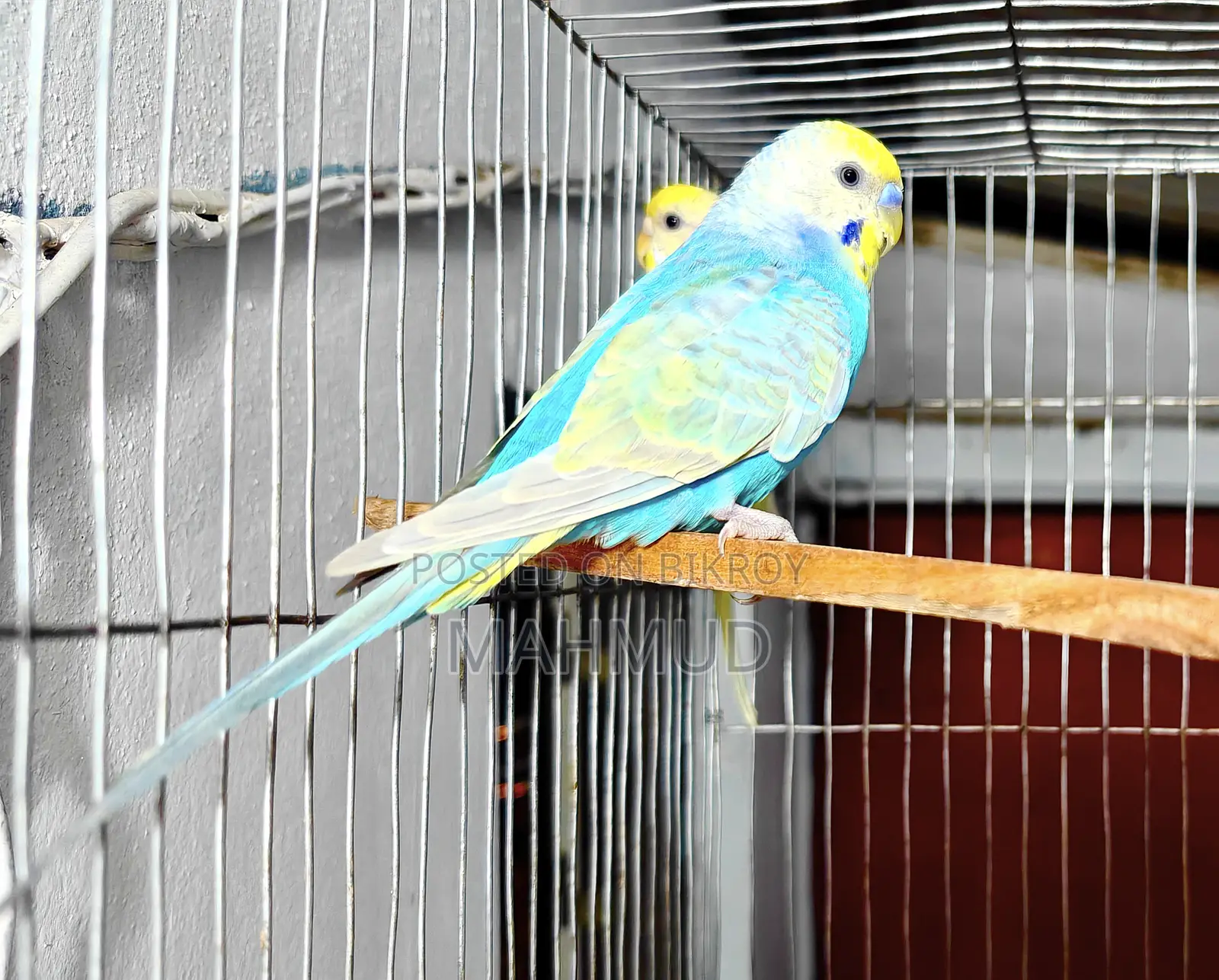 Rainbow Top Quality Breeding Pair