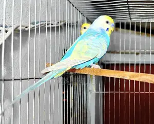 Rainbow Top Quality Breeding Pair