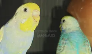 Rainbow Top Quality Breeding Pair