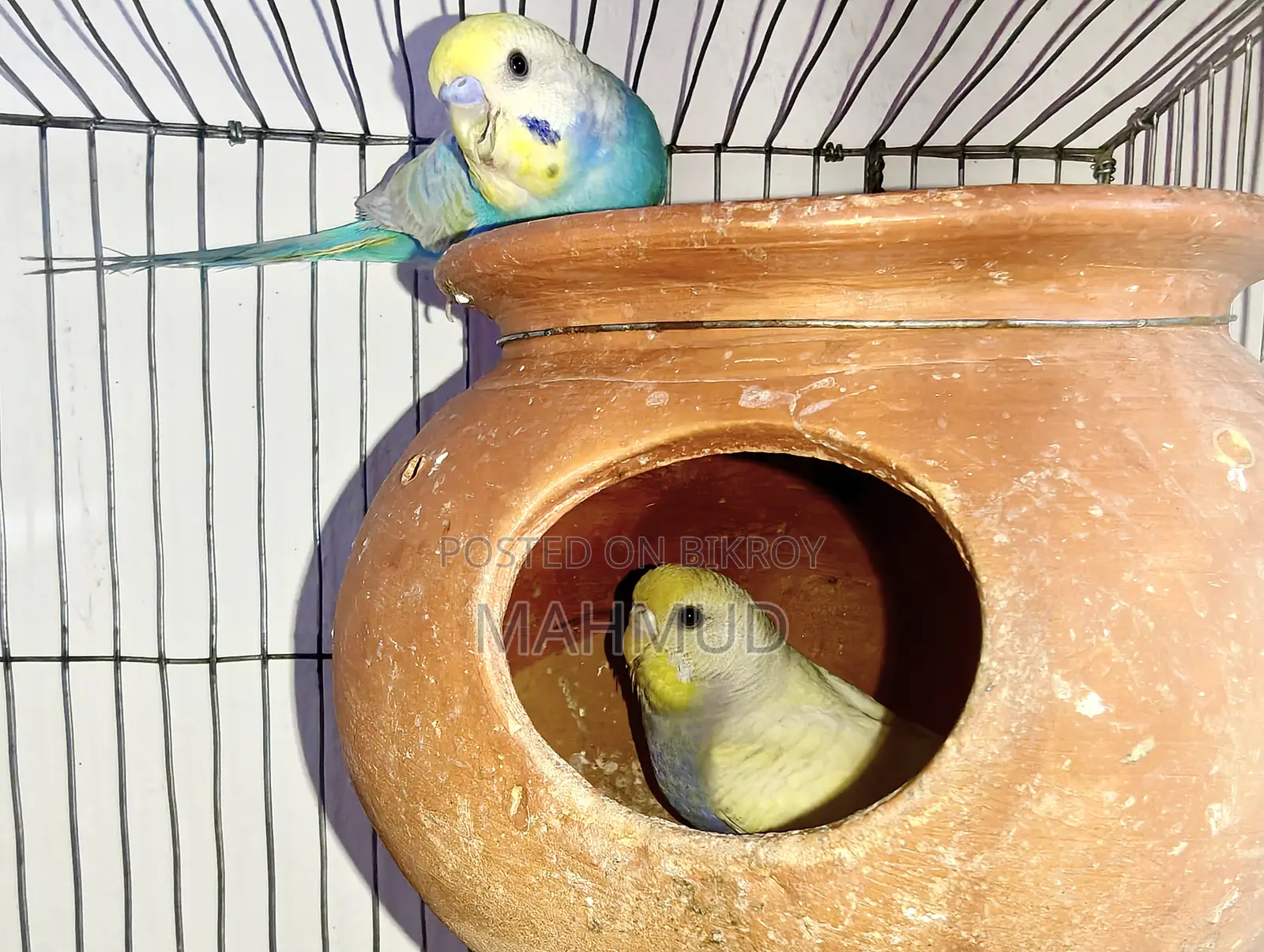 Rainbow Top Quality Breeding Pair