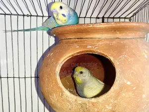 Rainbow Top Quality Breeding Pair
