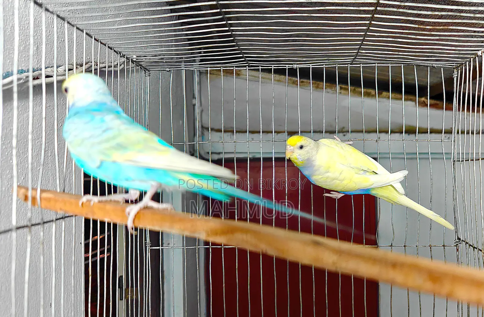 Rainbow Top Quality Breeding Pair