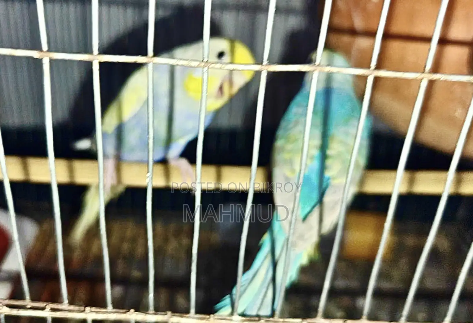 Rainbow Top Quality Breeding Pair