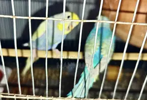 Rainbow Top Quality Breeding Pair