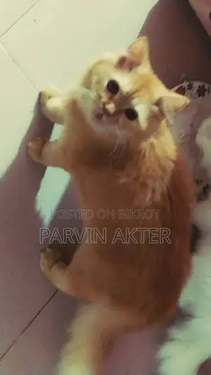 Pure Persian Male Cat