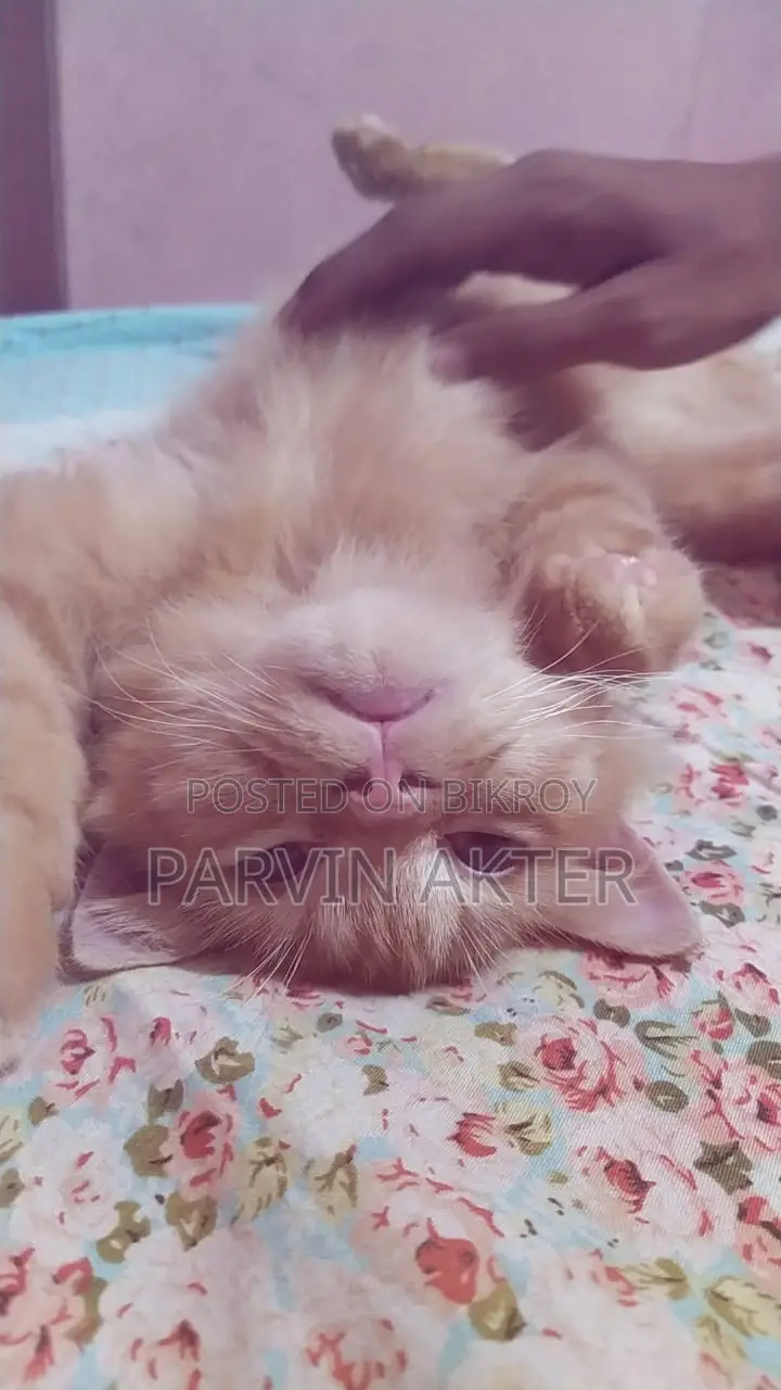 Pure Persian Male Cat