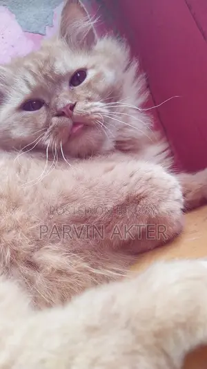 Pure Persian Male Cat