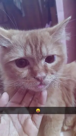 Pure Persian Male Cat
