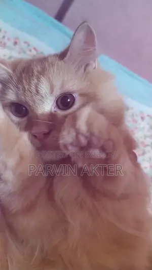 Pure Persian Male Cat