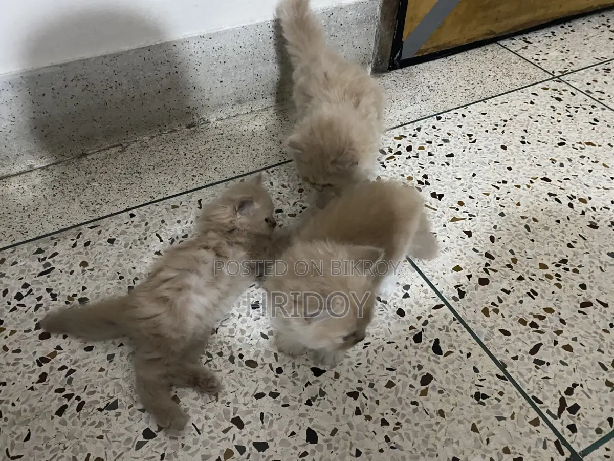 পারসিয়ান জিনজার কালার এিপল কোটের বাচ্চা