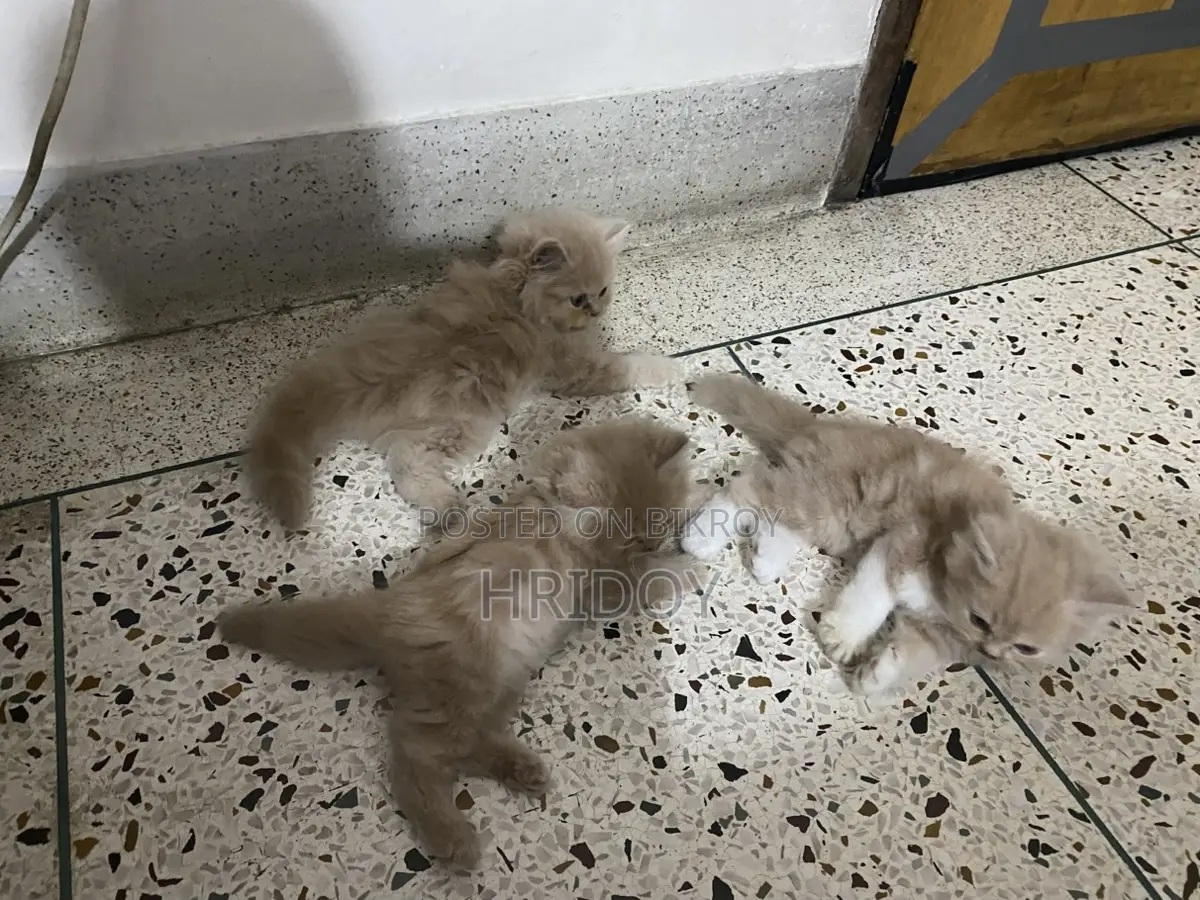 পারসিয়ান জিনজার কালার এিপল কোটের বাচ্চা