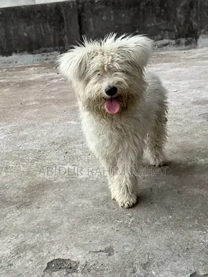 Lhasa Female