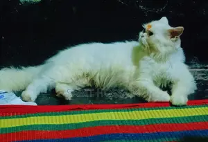 এডাল ফিমেল