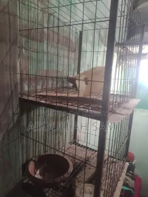 Cage Tray Missing