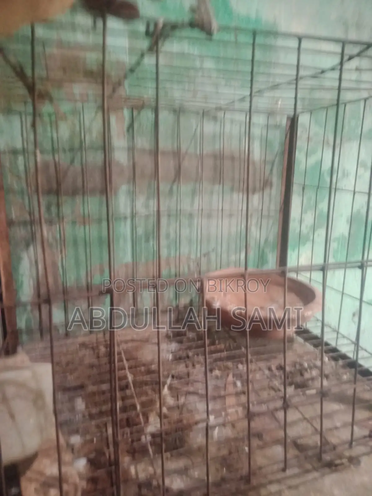 Cage Tray Missing