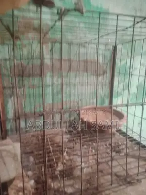 Cage Tray Missing