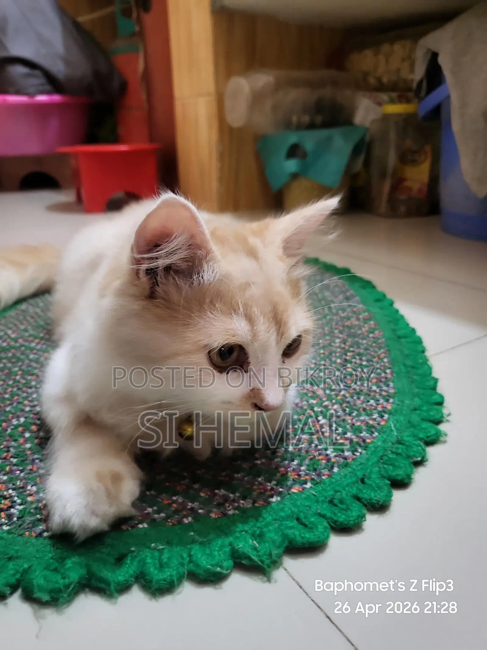 Persian Cat