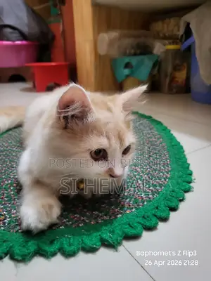 Persian Cat