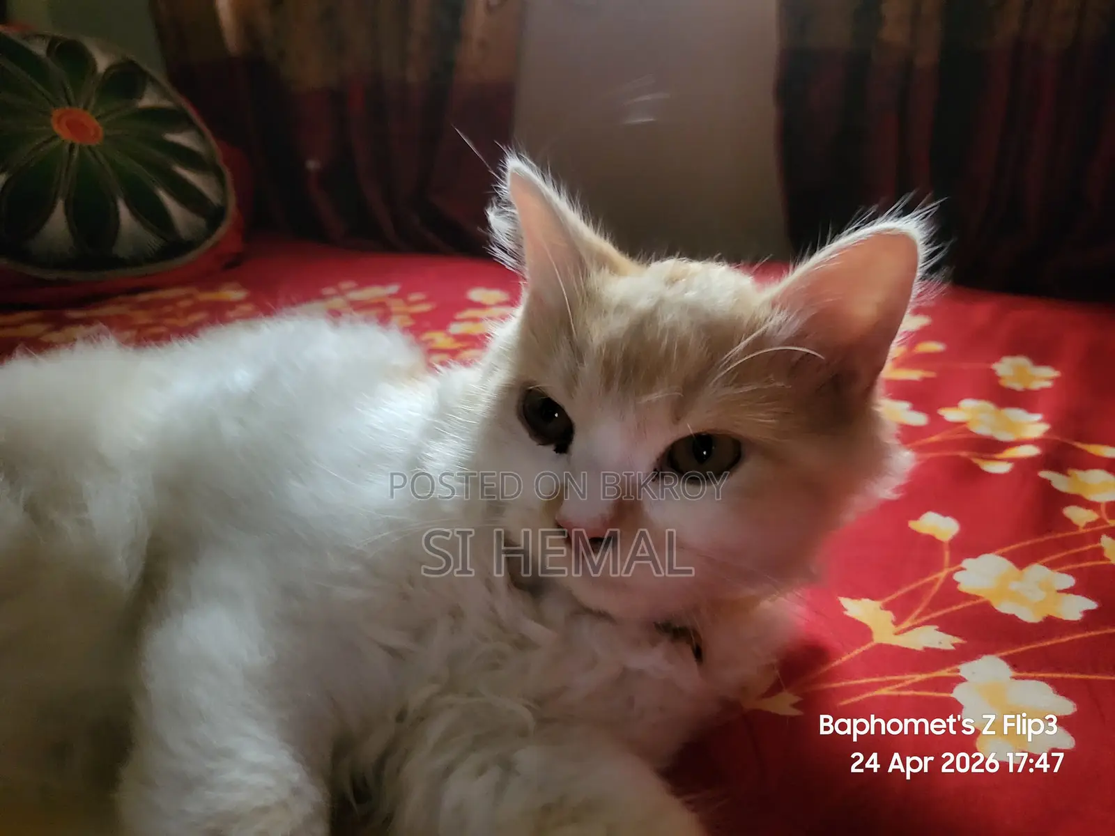 Persian Cat