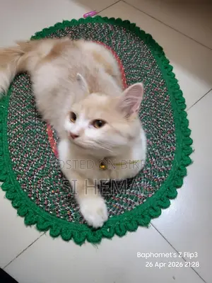 Persian Cat