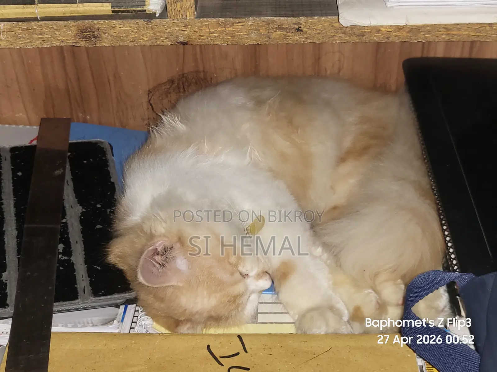 Persian Cat