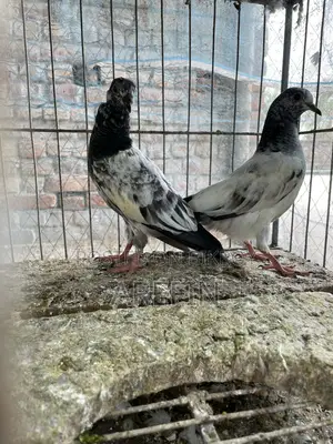 Teddy Pigeons