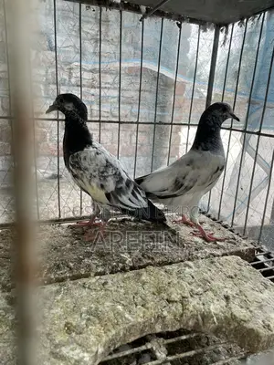 Teddy Pigeons